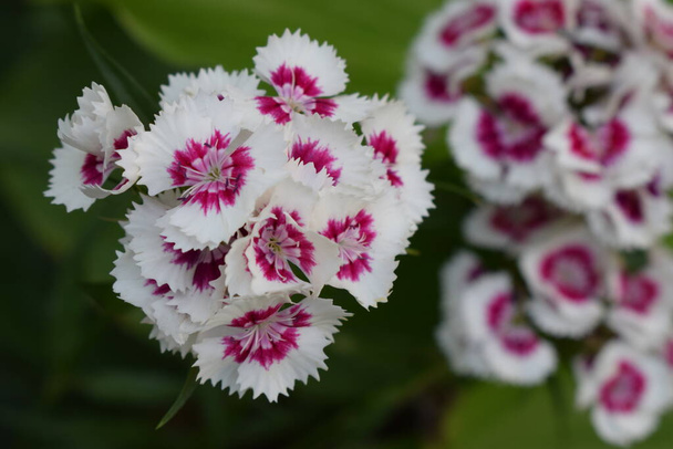 Ανθισμένη από τον Dianthus barbatus. Κοντινό πλάνο του βαθυκόκκινου και λευκού λουλουδιού Dianthus barbatus (Sweet William) (ή Bart Nelke)) - Φωτογραφία, εικόνα