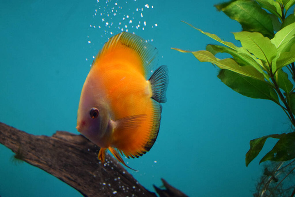 Discus fish (Pompadour), Red symphysodon discus. - Photo, Image