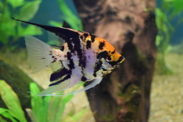 Кои Ангельская рыба (Pterophyllum scalare) изолирована в аквариуме с размытым фоном. Pterophyllum scalare являются одними из самых популярных аквариумных рыб, различных цветов. - Фото, изображение