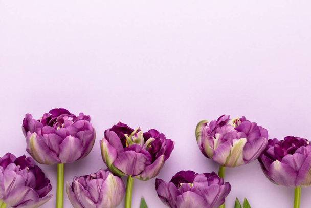 Lilac tulip flowers on pastel background. - Φωτογραφία, εικόνα