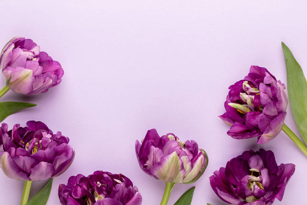 Lilac tulip flowers on pastel background. - Fotoğraf, Görsel
