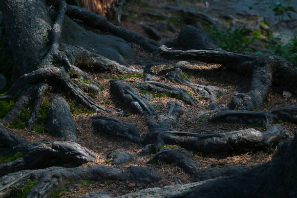 Die großen Wurzeln des Baumes ragen im Wald aus dem Boden - Foto, Bild