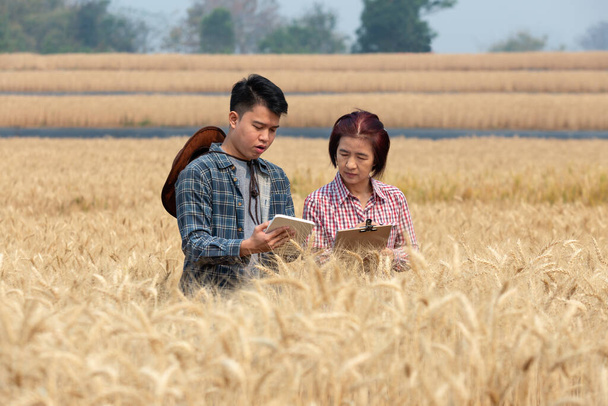 Agronomist and farmer checking data in a wheat field with a tablet and examnination crop. - Фото, изображение