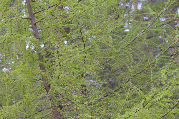 Mélèze japonais dans le Veluwe, Pays-Bas - Photo, image