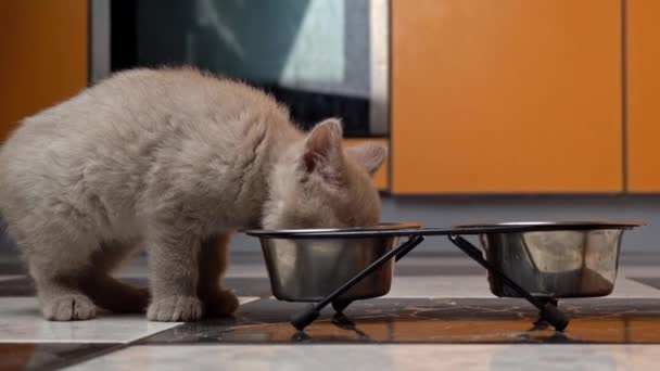 Scottish Straight-eared Gray Kitten come en la cocina desde su tazón - Imágenes, Vídeo
