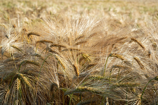 wheat field in the summer - Foto, afbeelding