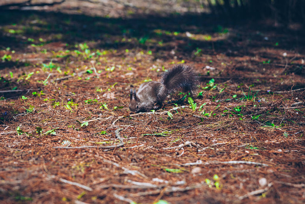 Vad természet. Aranyos vörös mókus hosszú hegyes fülekkel az őszi jelenetben. Mókus ül a földön. Sciurus vulgaris - Fotó, kép