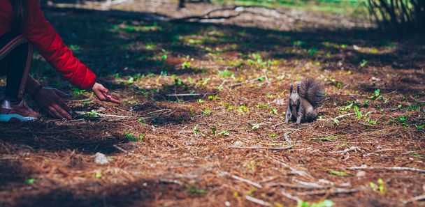 Vad természet. Aranyos vörös mókus hosszú hegyes fülekkel az őszi jelenetben. Mókus ül a földön. Sciurus vulgaris - Fotó, kép