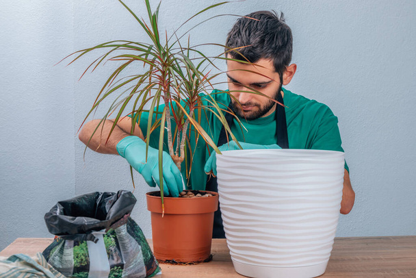 man transplanting the potted plant, gardening - Zdjęcie, obraz