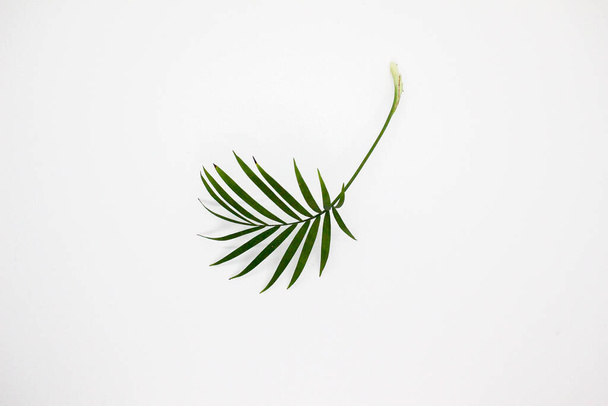 green leaf  isolated on white - Zdjęcie, obraz