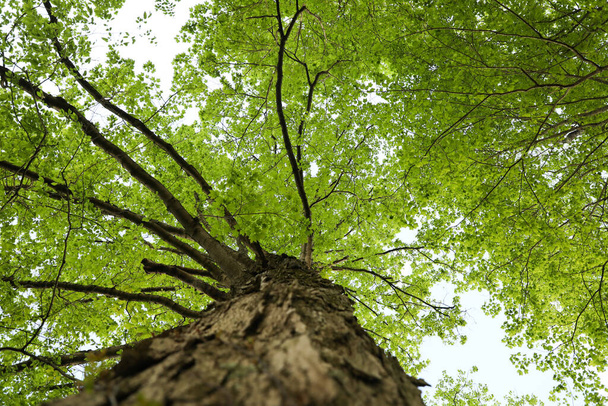 groene boom in het bos - Foto, afbeelding