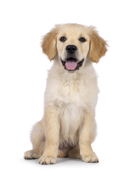 Adorable 3 months old Golden retriever pup, sitting up facing front. Loking towards camera with dark brown eyes. Isolated on a white background. Mouth open, tongue out. - 写真・画像