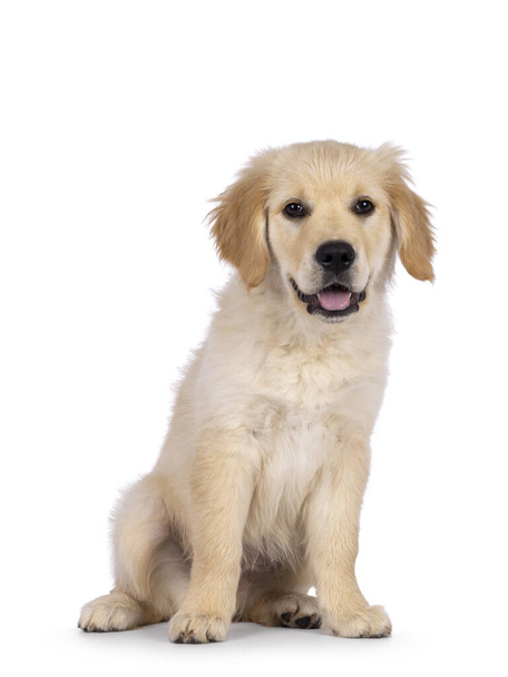 Adorable 3 months old Golden retriever pup, sitting up facing front. Looking towards camera with dark brown eyes. Isolated on a white background. - Valokuva, kuva