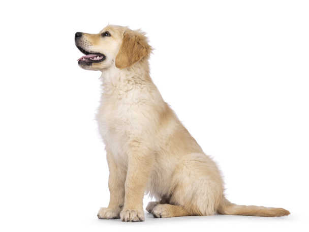 Adorable 3 months old Golden retriever pup, sitting up side ways. Looking up and away from camera with dark brown eyes. Isolated on a white background. Mouth open, tongue out. - Photo, image