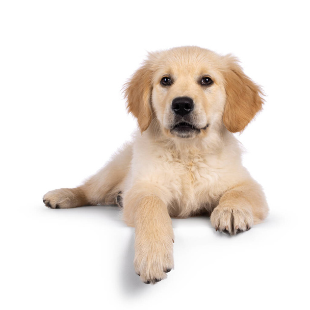 Adorabile cucciolo di 3 mesi Golden retriever, sdraiato di fronte sul bordo. Guardando verso la fotocamera con gli occhi marrone scuro. Isolato su sfondo bianco. - Foto, immagini