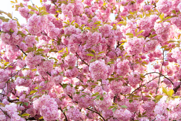 pink sakura flower on blooming spring tree. botanical background - 写真・画像