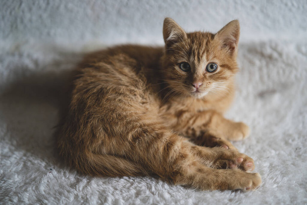 床に寝そべってる可愛い赤い猫 - 写真・画像