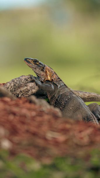 close up of a lizard in the wild - Foto, Imagem