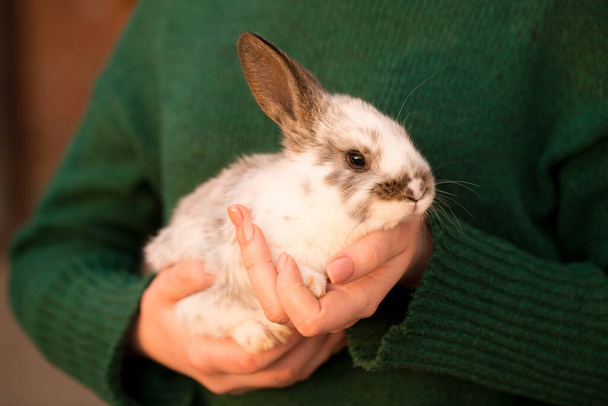 Eine junge Frau im grünen Pullover hält ein kleines Kaninchen in ihren Händen - Foto, Bild