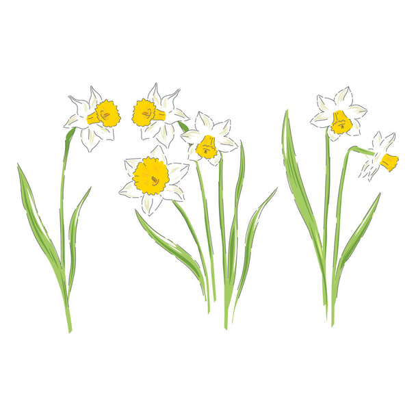 Daffodil flower botanical hand drawn set isolated - ベクター画像