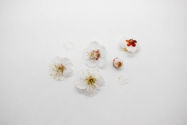 white flowers on a light background. - Foto, afbeelding