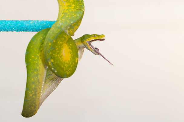 Corallus caninus - cobra verde enrolada em uma bola. - Foto, Imagem