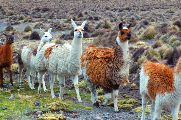 Llamas sudamericanas
  - Foto, imagen
