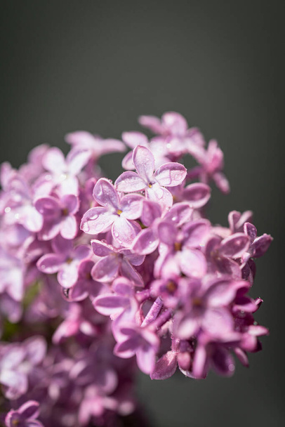 Ramo de lila fresca. Hermosas flores lila ramo de fondo - Foto, imagen