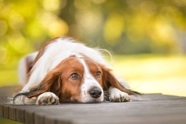Kooikerhondje bankta yatıyor. Çok tatlı bir köpek.. - Fotoğraf, Görsel