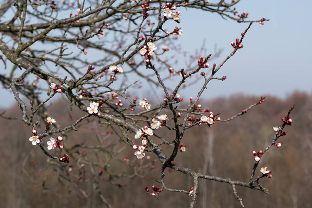 Flowers on apricot branch in spring, new seasonal inflorescence during sunny day - Photo, Image