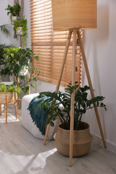 Cozy room interior with stylish furniture and beautiful houseplants near window - Fotoğraf, Görsel