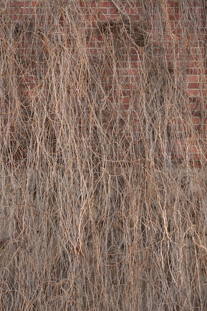Dry ivy on a building as a background. - Фото, зображення