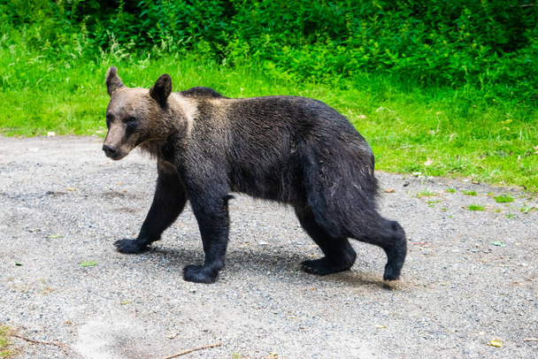 Bruine beer aan de kant van Transfagarasan Highway. Wilde beren komen naar de beroemde toeristische hoofdweg in afwachting van voedsel van toeristen. DN7C weg is een van de mooiste wegen in de wereld en oriëntatiepunt. Roemenië - Foto, afbeelding