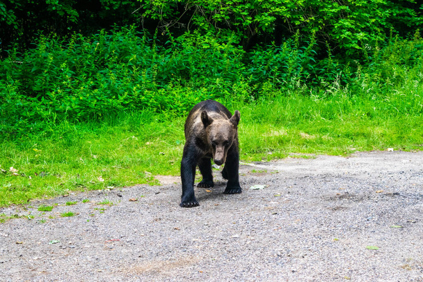 Ruskea karhu Transfagarasanin valtatien varrella. Villikarhut tulevat kuuluisa turisti korkealla tiellä ennakoiden ruokaa matkailijoilta. DN7C tie on yksi kauneimmista teistä maailmassa ja maamerkki. Romania - Valokuva, kuva