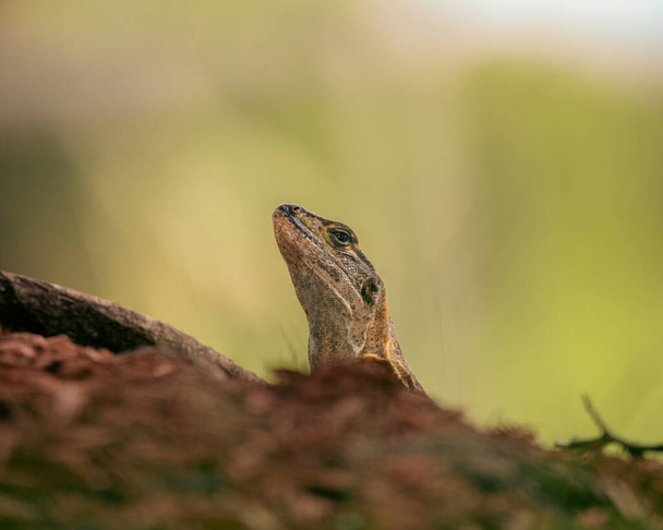 lizard on the ground - Photo, Image