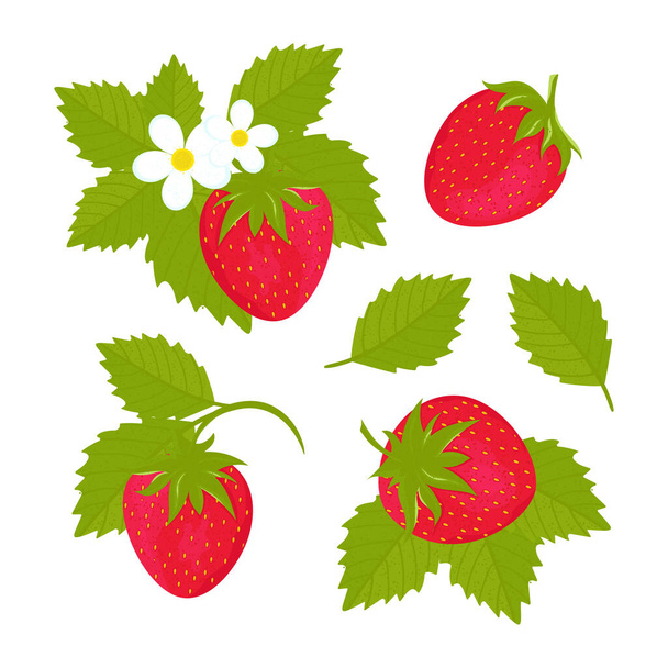 Strawberry berries, leaves, flowers. - Vector, Image