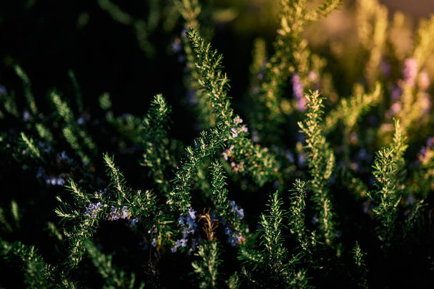 rosemary plant blooming in spring during the golden hour - Fotoğraf, Görsel