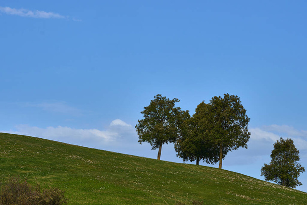 Вид на чотири дерева на зеленому пагорбі і блакитне небо на заході сонця
 - Фото, зображення
