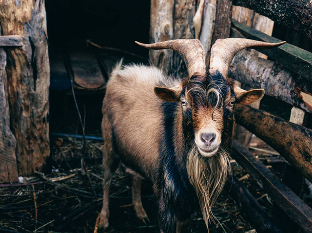 goat in the forest - Фото, зображення