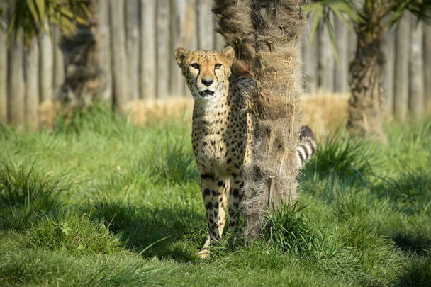 beautiful cheetah in a park in France - 写真・画像