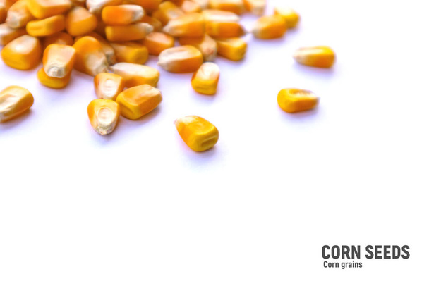 Heap of raw corns seeds, maize or sweetcorn kernels isolated on white. Selective focus - Photo, Image