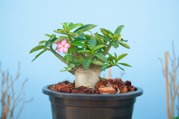 Adenium obesum tree ou rose du désert en pot de fleurs
 - Photo, image