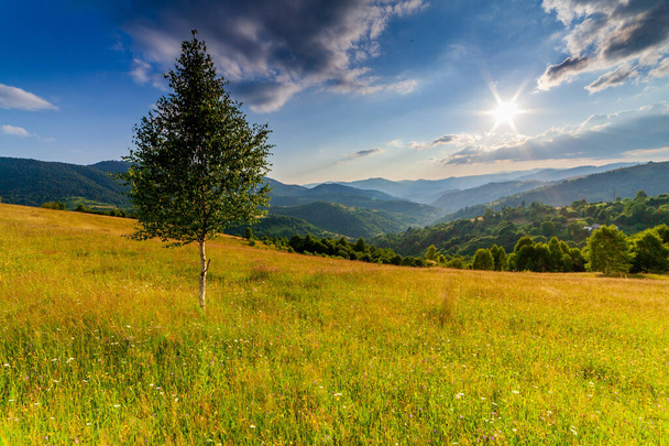 Wonderful panoramic view field of wild flowers by summertime. Area of the Carpathian Mountains above Kamyanka Mountain, Synevir pass. Ukraine.  - Photo, Image
