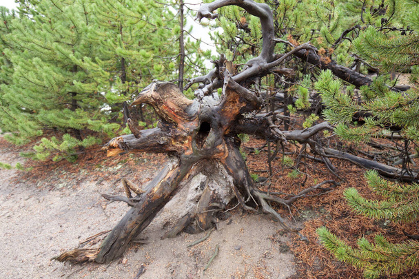 a closeup shot of a tree trunk - Foto, afbeelding