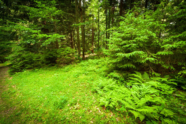 Ein Fußweg entlang eines Feldweges, der durch einen dichten Laubwald mit Bäumen führt, die ihre Wurzeln im Gebiet der Karpaten oberhalb des Kamjanka-Gebirges, am Synevir-Pass, entwurzeln. Ukraine. - Foto, Bild
