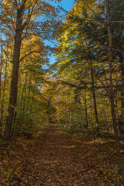 Fall sunny forest in Central Ontario, Canada - Φωτογραφία, εικόνα