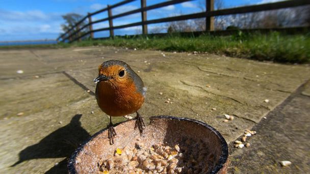 Robin se alimentando de Insect Coconut Suet Shell em uma mesa de pássaros - Foto, Imagem