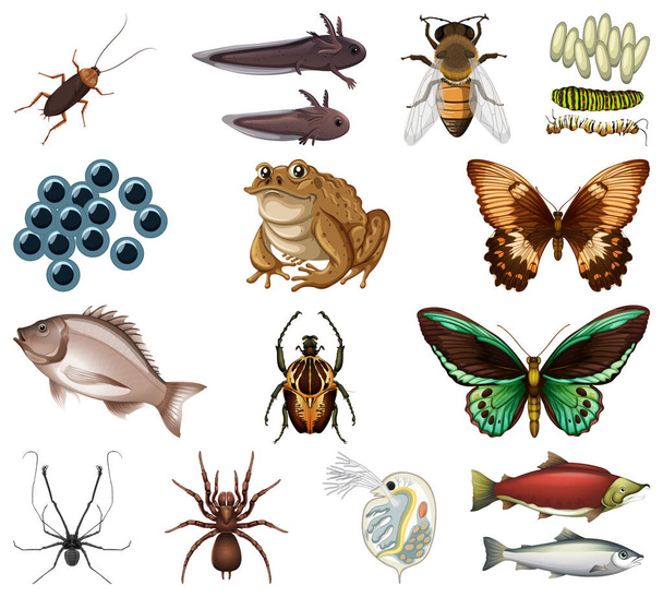Different kinds of insects and animals on white background illustration - Vector, Image
