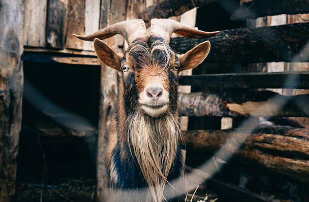 a closeup shot of a young brown goat standing on a farm - 写真・画像