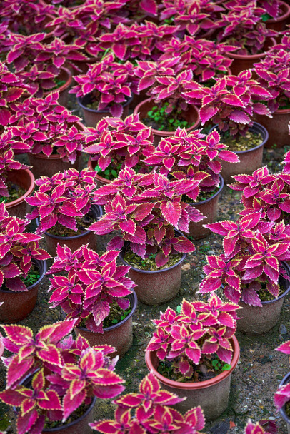 Hrnec pestrobarevných hrnců su prodaných na květinovém trhu - Fotografie, Obrázek